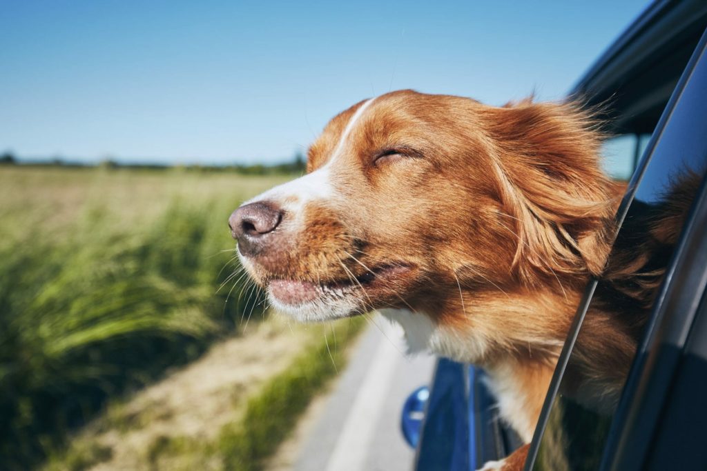 Dog sticking its head out of car window in the summer.